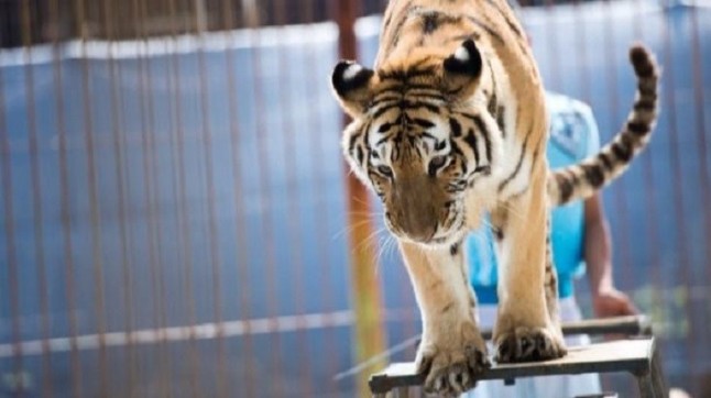 En La Rioja sale adelante la ILP animal dejando al margen los espectáculos taurinos y prohibiendo los circos con animales