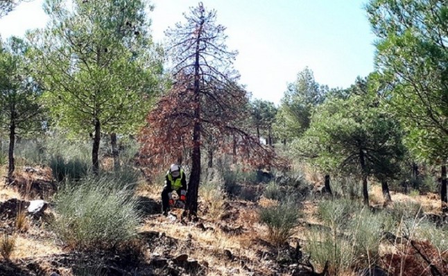 Recuperando la zona afectada por el decaimiento forestal en la Sierra de Baza (Granada)