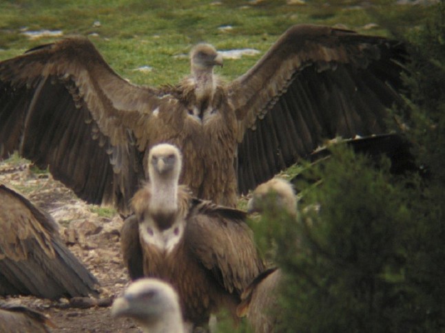 44º aniversario del Refugio de Rapaces de Montejo de la Vega