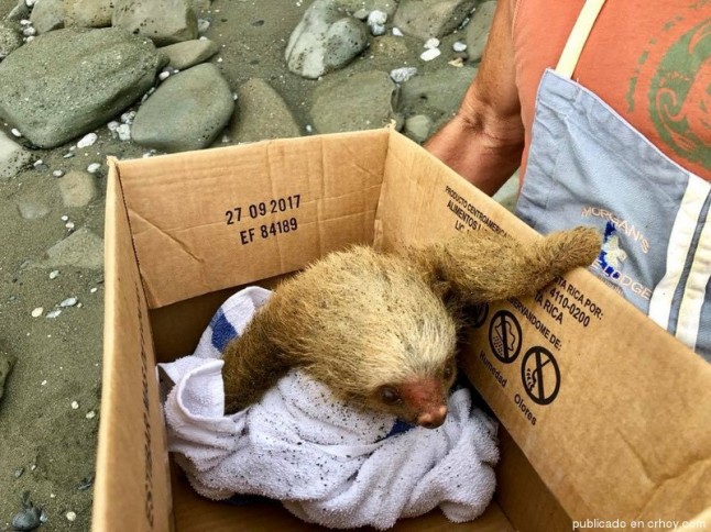 El rescate de este perezoso tico tiene eco fuera del país