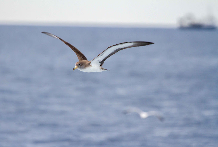 El `mar de para albatros y grandes petreles y pardelas´ precisa normas ‘contundentes’