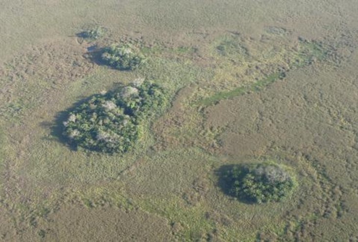 En la Amazonía se cultivaron plantas en islas hace 10.000 años