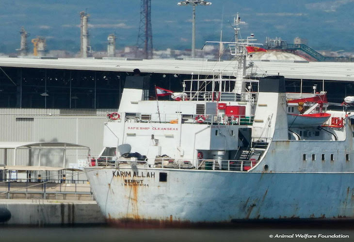 Crueldad animal. Casi 3.000 vacas que salieron de España en diciembre pasado hacia Libia a la deriva en el Mediterráneo