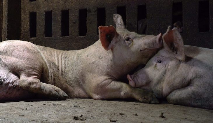 Los cerdos son ‘victimas de todo tipo de vejaciones’ en las granjas