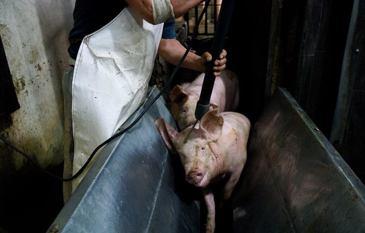 Mataderos para la muerte animal sin dolor