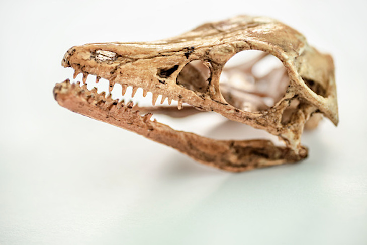 La evolución del cráneo aviar