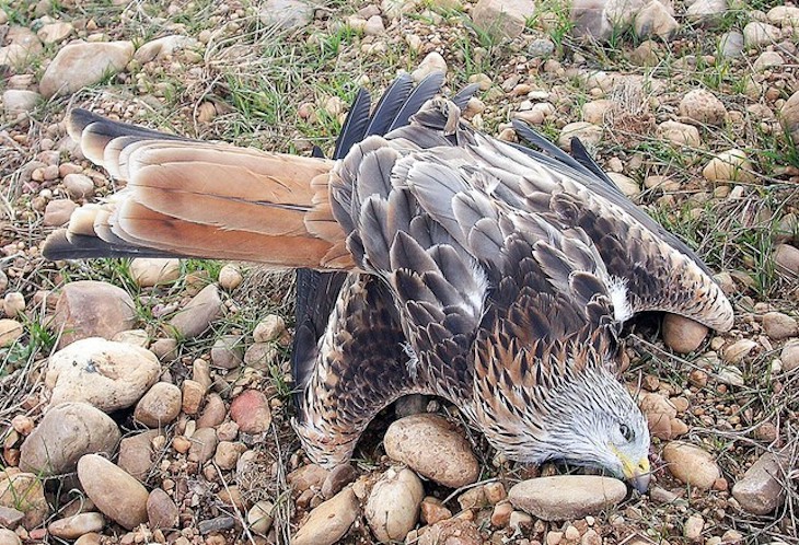 Denuncian el envenenamiento de más de 30 rapaces amenazadas en Wamba (Valladolid)