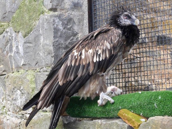 Incremento de la recuperación de especies protegidas en Monzón