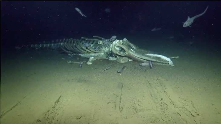 Se descubre un cadáver de ballena convertido en oasis de vida marina