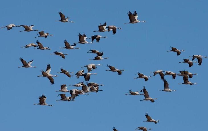 Sabes cuantas aves alberga el Planeta