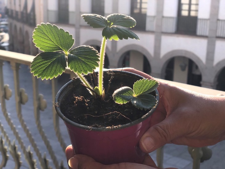 Vigilantes del aire: estudiantes valencianos participan en un estudio para medir su calidad con plantas de fresas