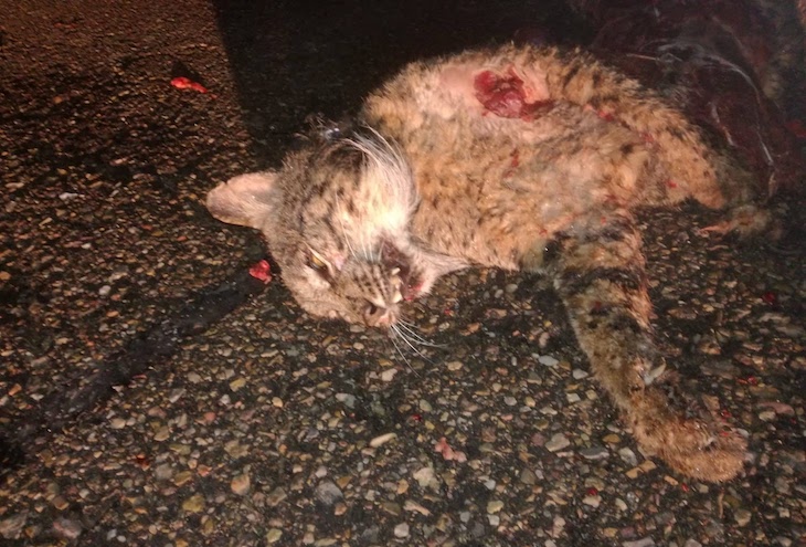 Otro lince ibérico atropellado en la provincia de Toledo