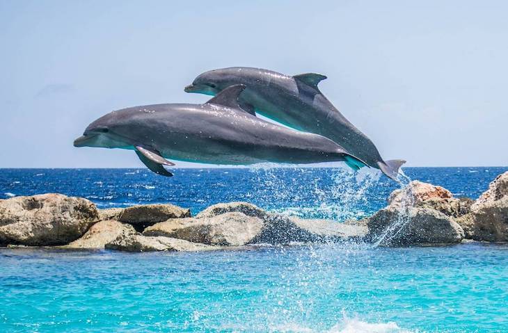 Los delfines adaptaron su esperma para reproducirse en el medio acuático