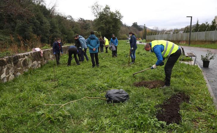 Ekologistak Martxan plantará 106 árboles como compensación a la tala de una secuoya