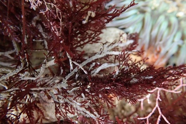 Las algas de la costa cantábrica ‘contra las cuerdas’