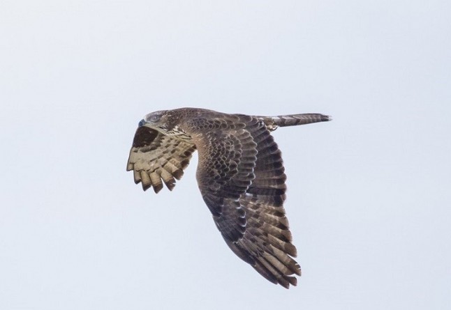 Cuatro héroes alados cruzan cada año el estrecho