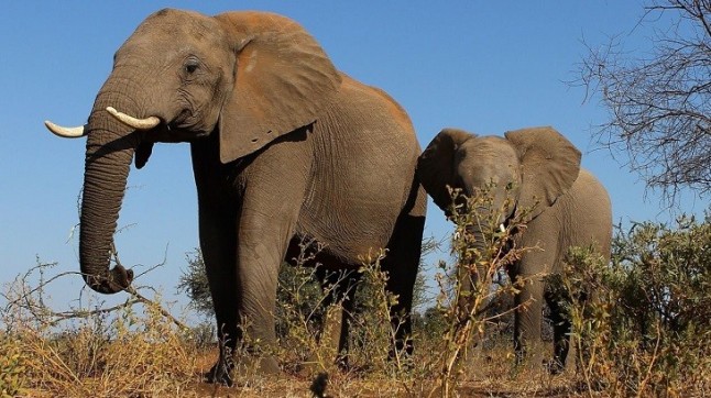 Botsuana ‘se cubre de gloria’ y levanta la prohibición de cazar elefantes
