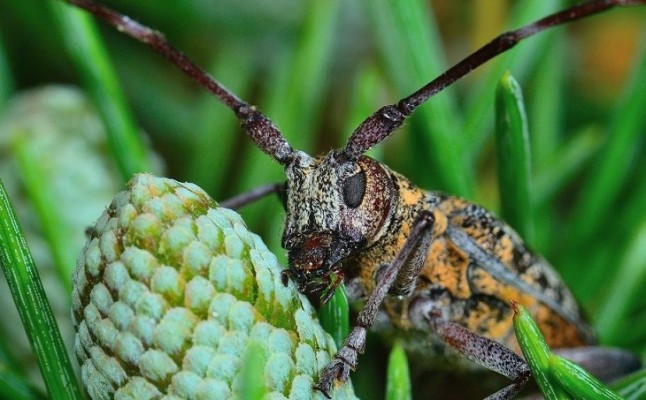 Una plaga invasora amenaza los espacios protegidos de la Península