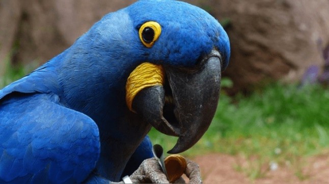 Brasil: Declaran extinto al guacamayo azul que inspiró la película Río