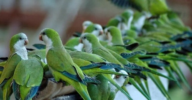Polémica en Sevilla a cuenta de plaga de cotorras de Kramer y Argentinas