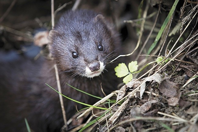 Al visón europeo muy pronto solo lo veremos en los Museos