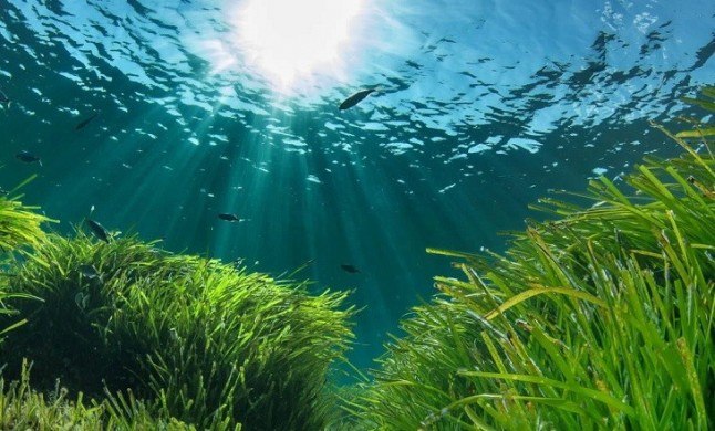 Baleares edita 65.000 folletos informativos para evitar fondeos sobre posidonia