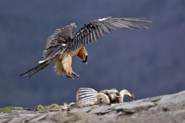 El parketxe de Iturraran acoge desde este miércoles la exposición fotográfica Aves carroñeras ibéricas