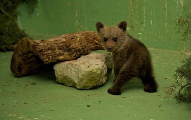 Localizada una cría de oso pardo en buen estado en el municipio asturiano de Santo Adriano