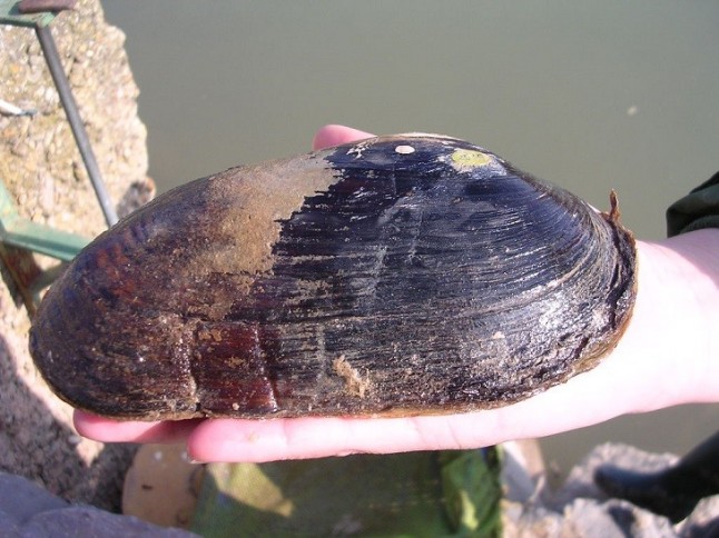 Repoblados en el Ebro más de medio millón de ejemplares juveniles de la almeja de río Margaritona