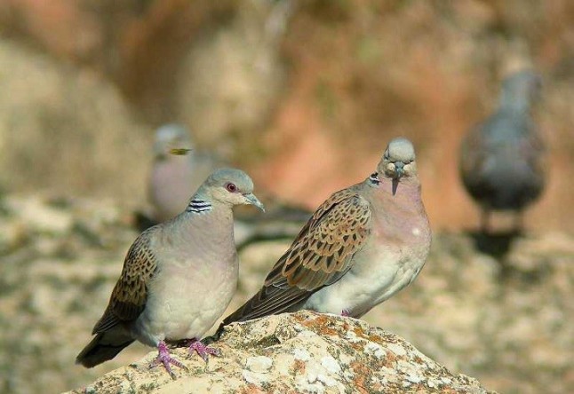 Los cazadores ven una estupidez modificar el estatus de la tórtola en Europa