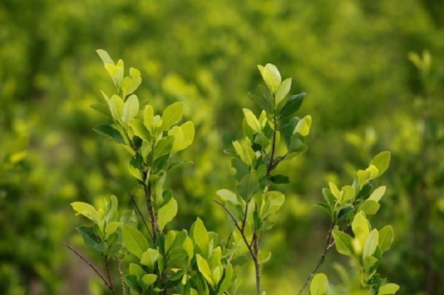 Colombia autoriza el uso de drones para fumigar cultivos de hoja de coca con glifosato