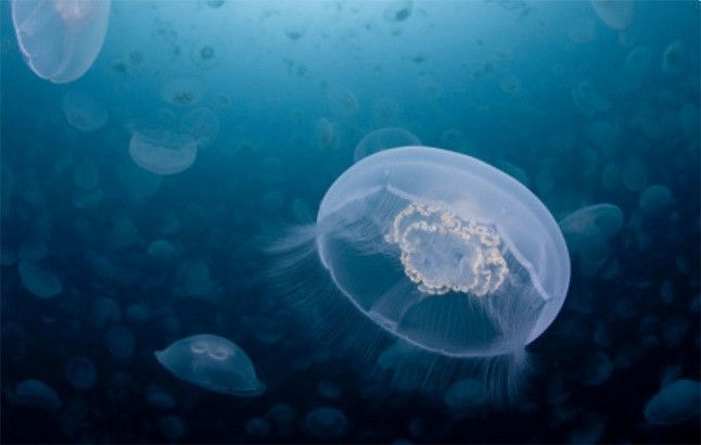 El aumento del oxígeno co-evolucionó con la vida marina