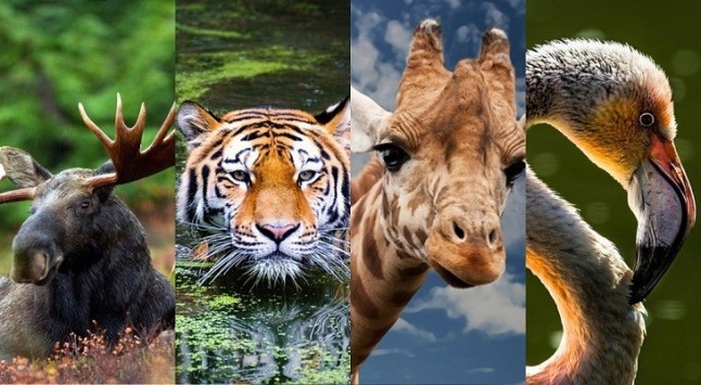 Para 2070 muchísimas especies serán historia