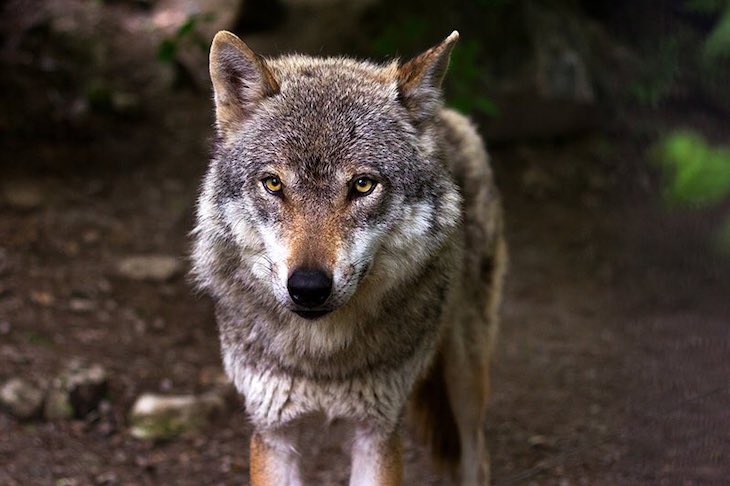 Proponen declarar al lobo especie amenazada y presentan un mapa de atropellos