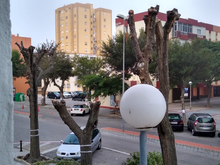 En Cádiz piden a los ayuntamientos de la provincia que las podas atrasadas se pospongan para el próximo otoño
