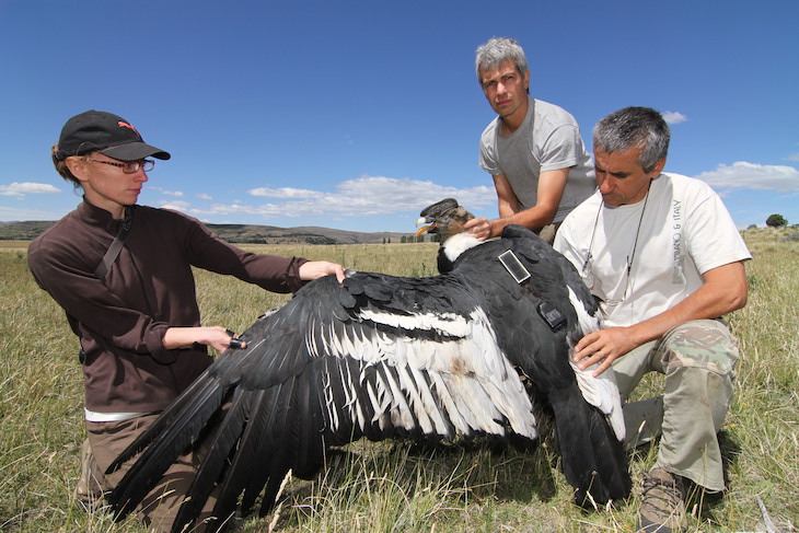 Cóndor andino: el arte de volar en las alturas con el mínimo esfuerzo