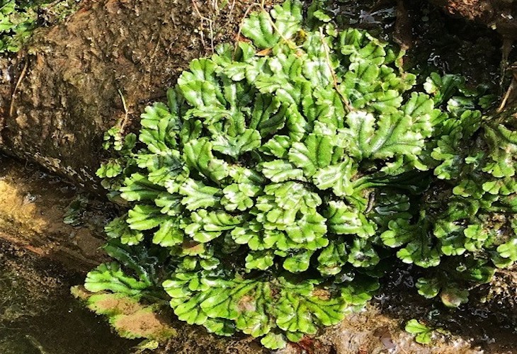 La historia de los musgos y las hepáticas