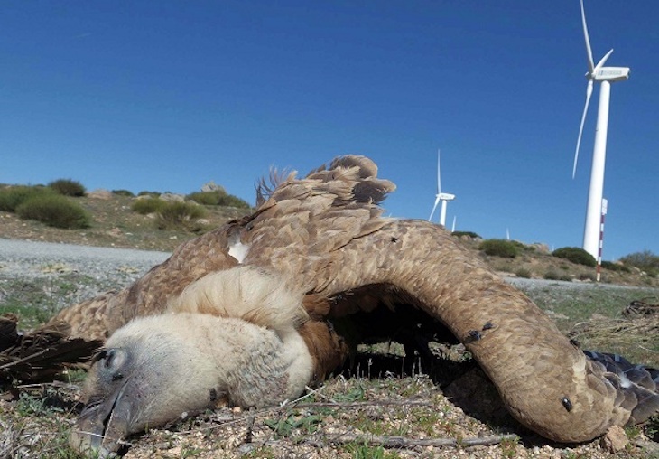 Evitar muertes de aves en parques eólicos es más fácil de lo que podría parecer