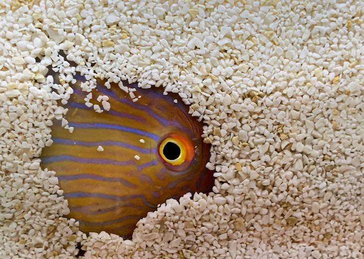 Por qué unos peces se levantan más temprano que otros