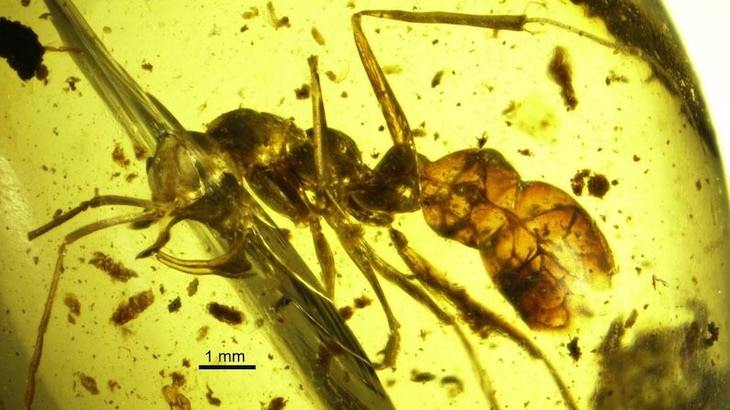 Hallan un fósil de hormiga del infierno preservado en ámbar de 99 millones de años de antigüedad