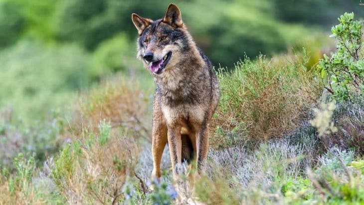 España incluye al lobo en el ‘Listado de Especies Silvestres en Régimen de Protección Especial’