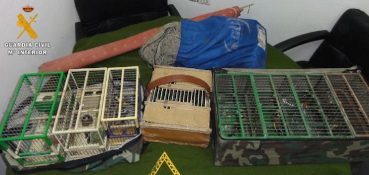 La Guardia Civil pone en libertad 30 aves fringílidas