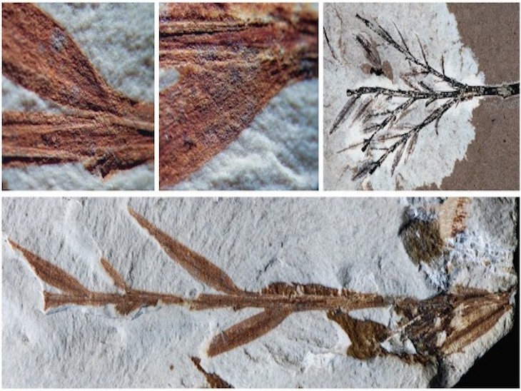 El fósil del bambú más antiguo se reclasifica como conífera