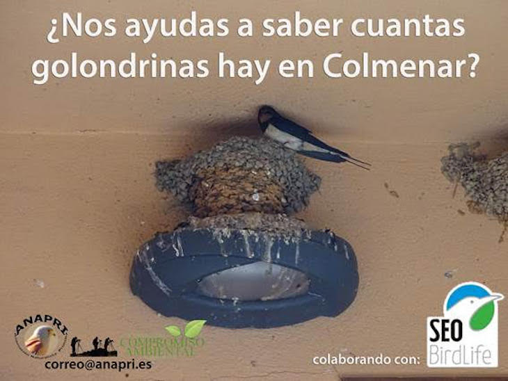 Censo de Golondrinas en la Comunidad de Madrid