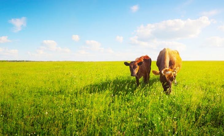 Bruselas desvela su estrategia para acelerar la reducción de las emisiones de metano en la UE