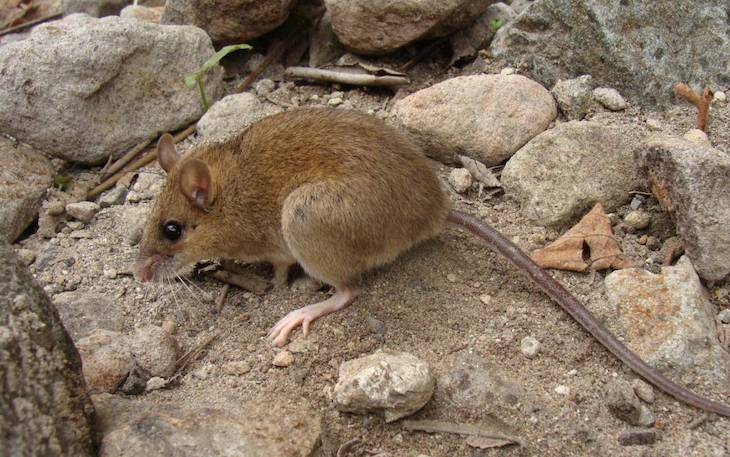La erupción del Pinatubo en Filipinas no acabó con este pequeño ratón