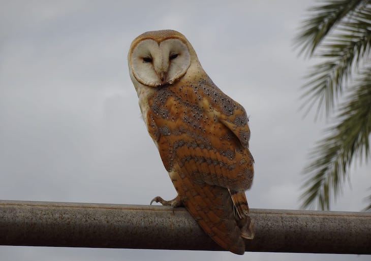 Día Mundial del Sol 2021