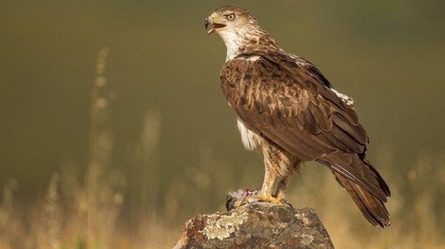 Conservando el águila perdicera en la Comunitat Valenciana