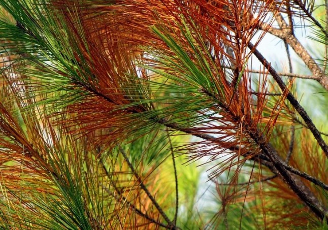 Euskadi reafirma su voluntad de fumigar las zonas afectadas por la enfermedad de los pinos