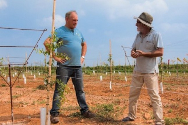 Plantarán 12.000 granados en Catarroja para recuperar suelo abandonado